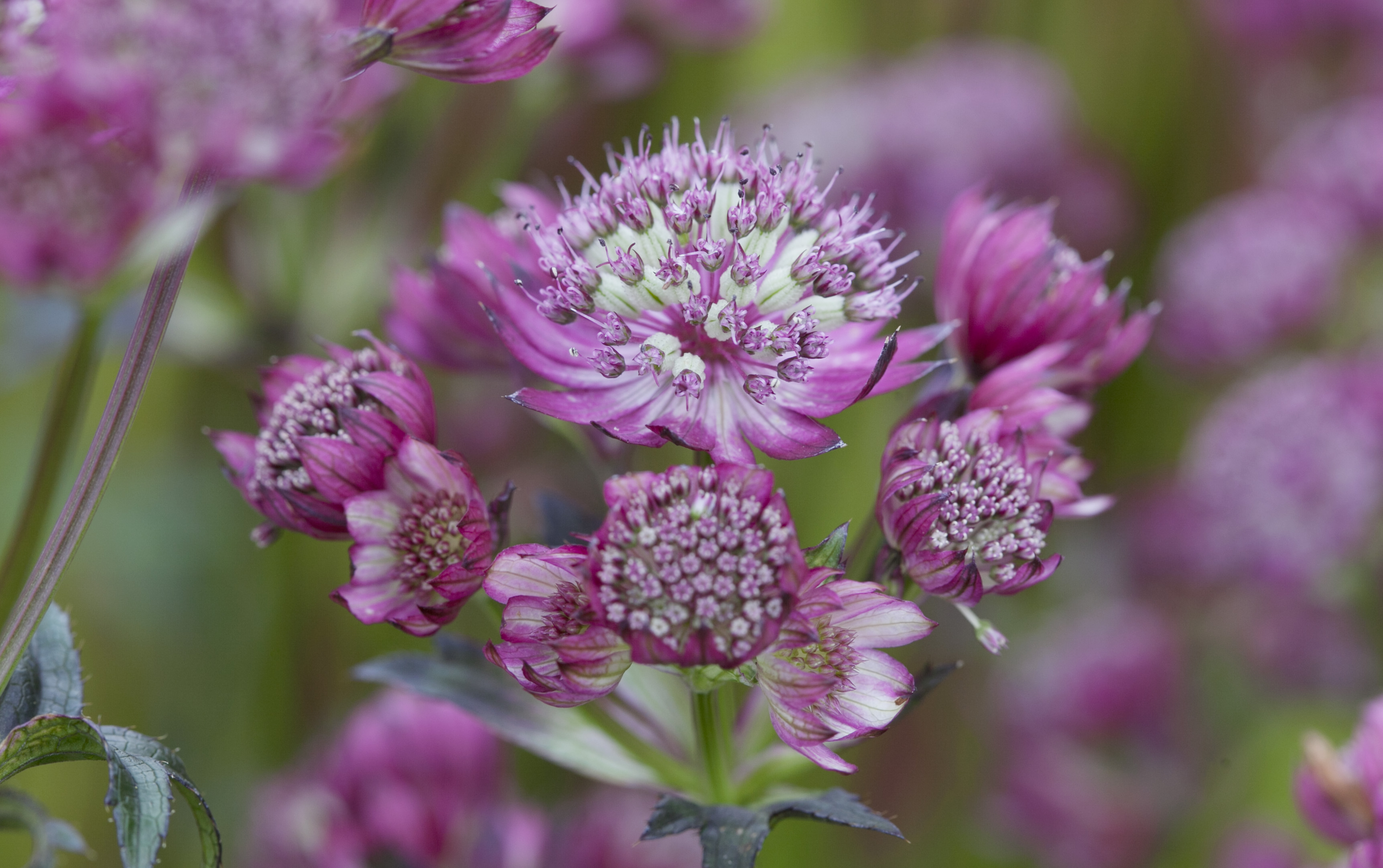 tuinworkshop---zeeuws-knoopje.jpg
