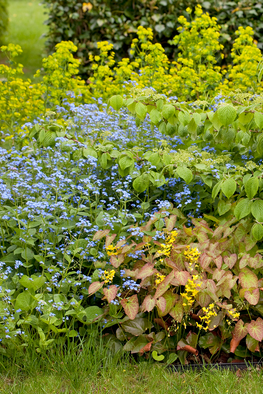 Workshop Schaduwbeplanting