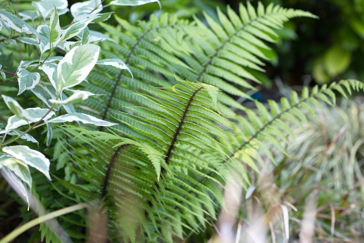 Workshop schaduwbeplanting