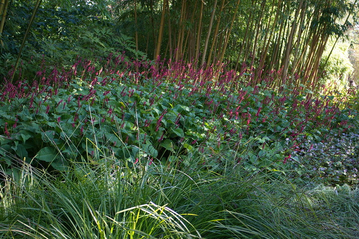 Workshop schaduwplanten