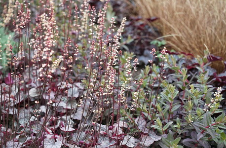 AB 0516 827 Heuchera Plumpudding
