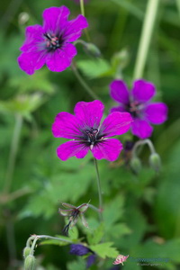 Geranium Anne Thomson MOH 0617 3430vert