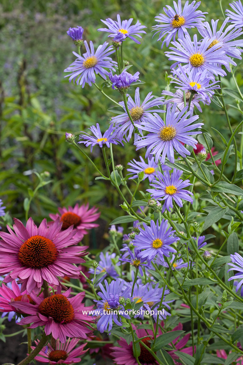 Aster thomsonii MOH 0806 5747 lr