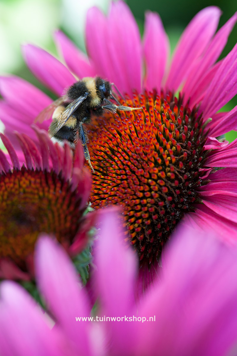 Echinacea Fatal Attraction MOH 0806 3407 lr