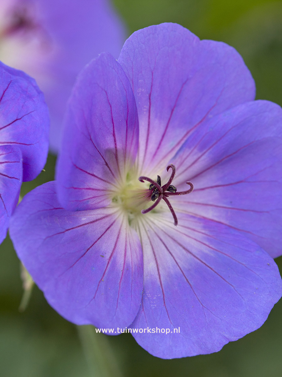 Geranium Azure Rush MOH 0609 1616 lr