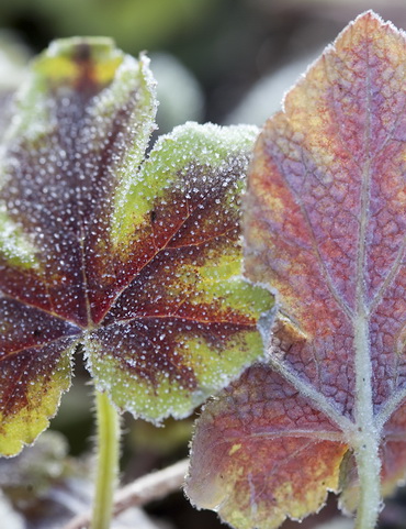 MOH 0211 9502 heuchera 370