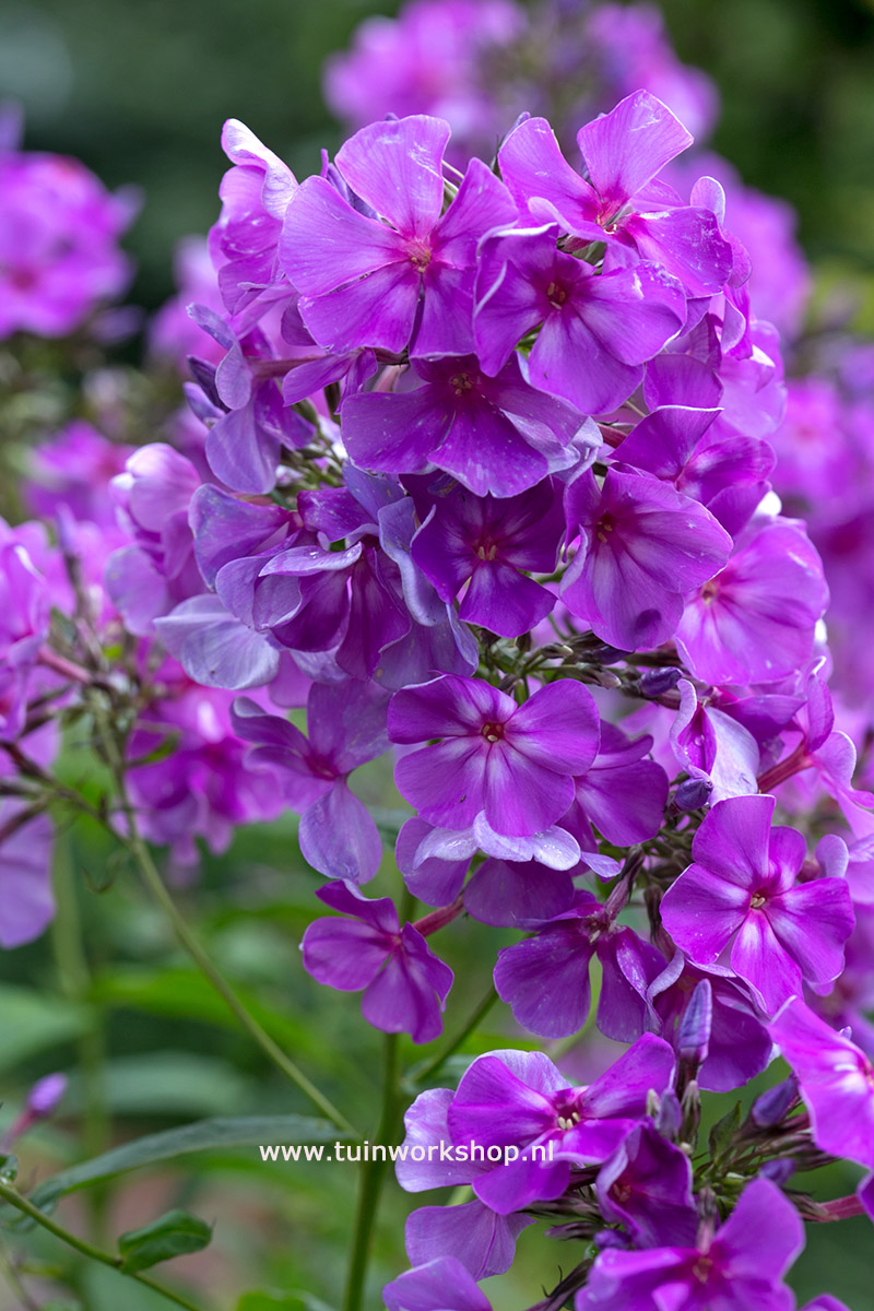 Phlox Le MahdiMOH 0714 8514 lr